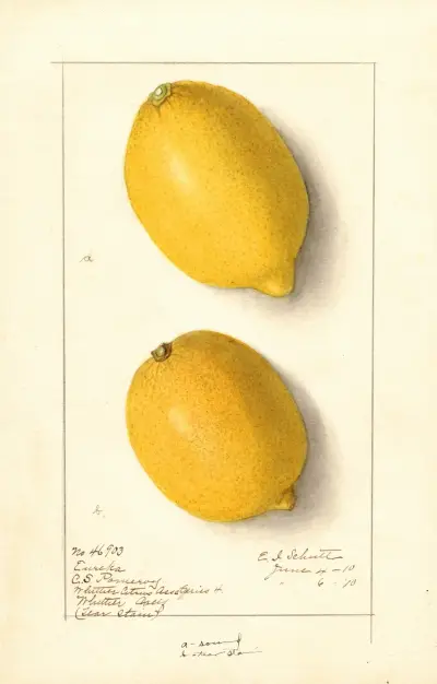 Citrus limon: Eureka av Ellen Isham Schutt