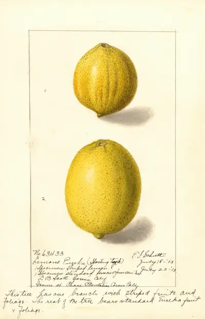 Citrus limon: Eureka, 1913 von Ellen Isham Schutt