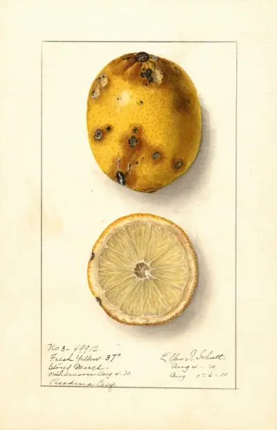 Citrus limon: Fresh Yellow av Ellen Isham Schutt