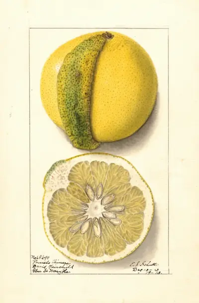 Citrus paradisi: Chimera av Ellen Isham Schutt