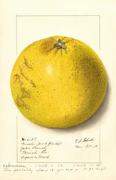 Citrus paradisi: Pink Fleshed av Ellen Isham Schutt