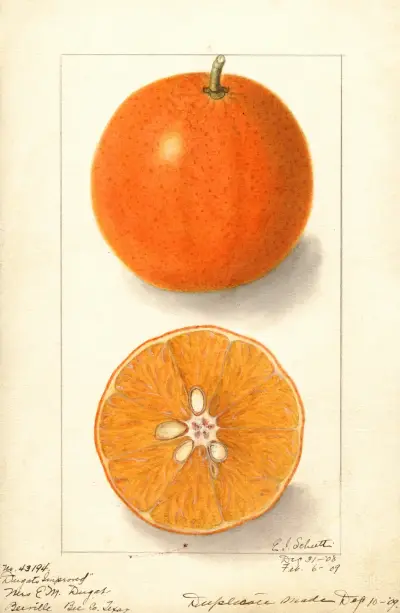 Citrus sinensis: Dugats Improved av Ellen Isham Schutt