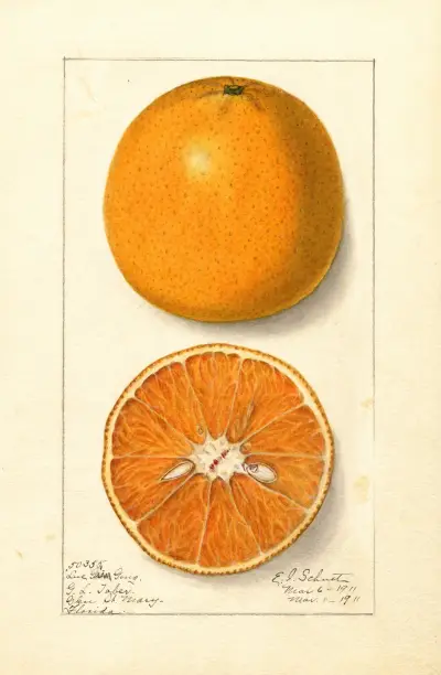 Citrus sinensis: Lue Gim Gong av Ellen Isham Schutt