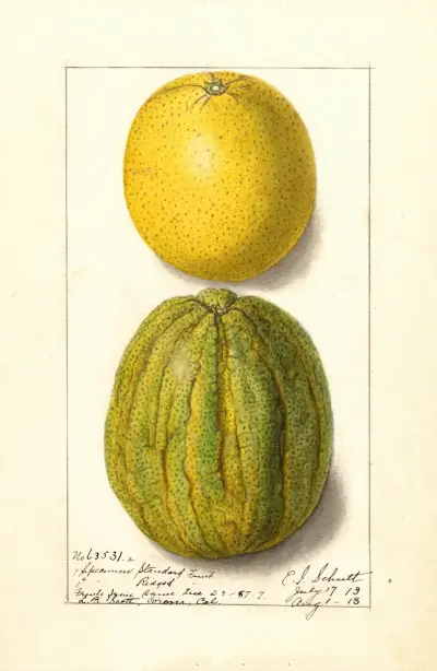 Citrus sinensis: Valencia av Ellen Isham Schutt