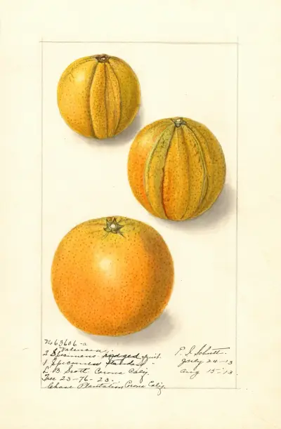 Citrus sinensis: Valencia av Ellen Isham Schutt