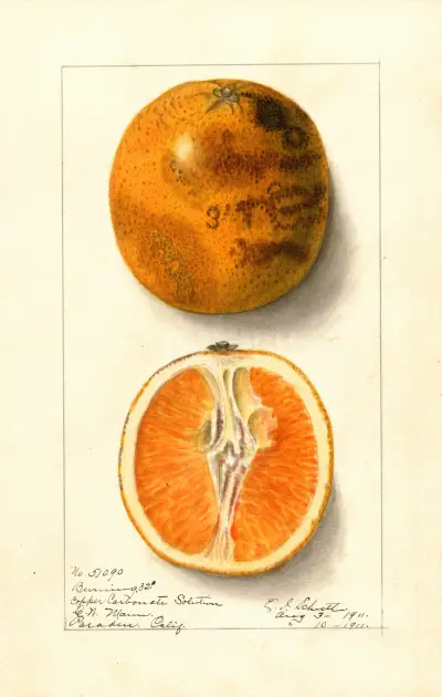 Citrus sinensis: Valencia av Ellen Isham Schutt