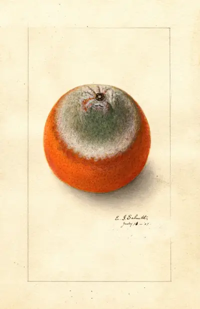 Citrus sinensis: Valencia late av Ellen Isham Schutt
