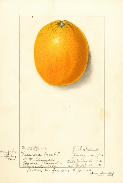 Citrus sinensis: Valencia av Ellen Isham Schutt