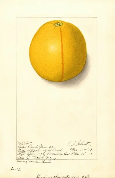 Citrus sinensis: Washington Navel, 1913 – nr 2 av Ellen Isham Schutt