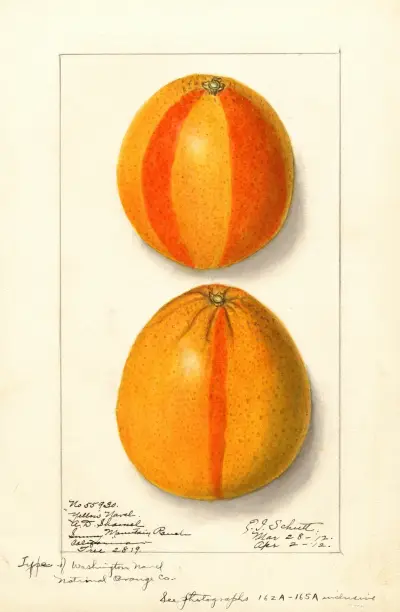 Citrus sinensis: Washington Navel, 1912 von Ellen Isham Schutt