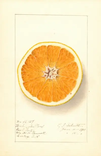 Citrus sinensis: Washington Navel av Ellen Isham Schutt