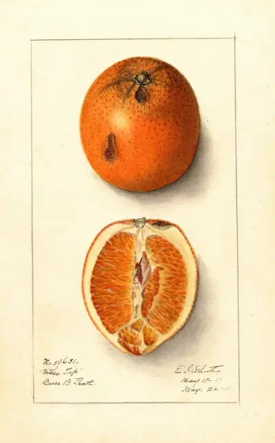 Citrus sinensis: Washington Navel av Ellen Isham Schutt