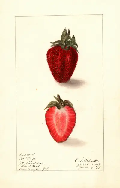 Fragaria: Heritage av Ellen Isham Schutt