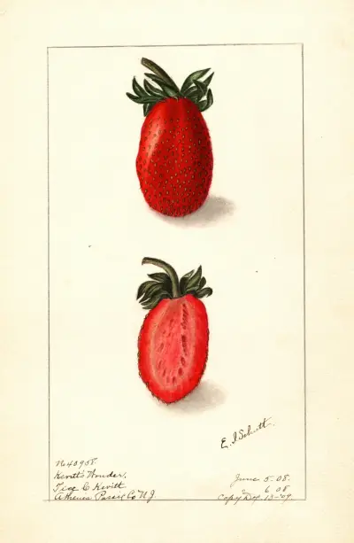 Fragaria: Kevitts Wonder av Ellen Isham Schutt