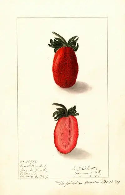 Fragaria: Kevitts Wonder av Ellen Isham Schutt