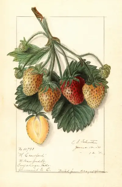 Fragaria: M av Ellen Isham Schutt