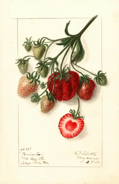 Fragaria: Pocahontas av Ellen Isham Schutt