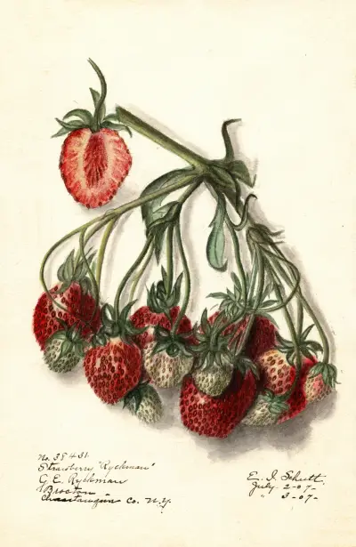 Fragaria: Ryckman, Ellen Isham Schutt