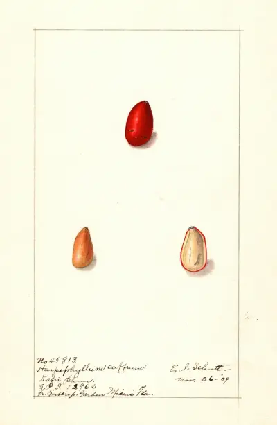 Harpephyllum caffrum av Ellen Isham Schutt