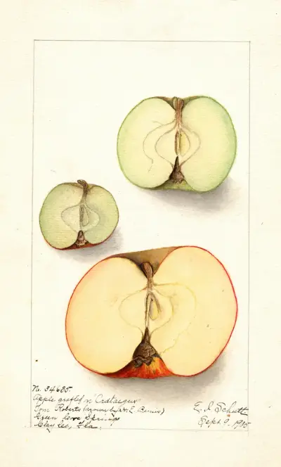 Malus domestica av Ellen Isham Schutt
