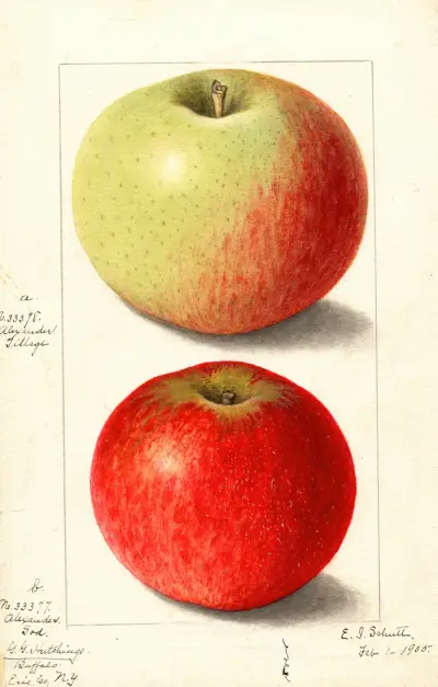 Malus domestica: Alexander Tillage av Ellen Isham Schutt
