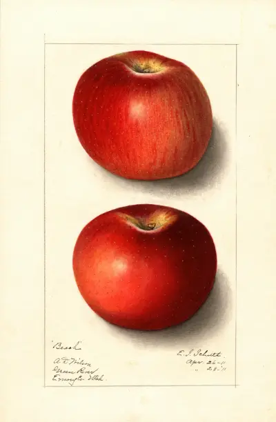 Malus domestica: Beach av Ellen Isham Schutt