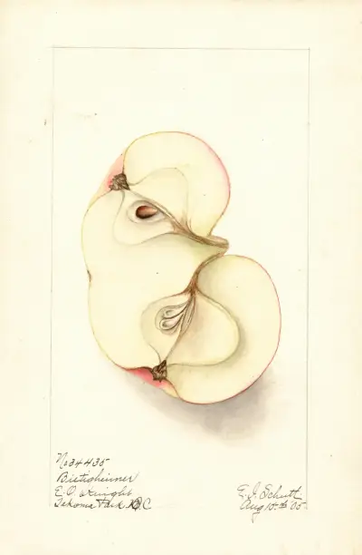Malus domestica: Bietigheimer av Ellen Isham Schutt
