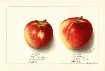 Malus domestica: Jonathan av Ellen Isham Schutt