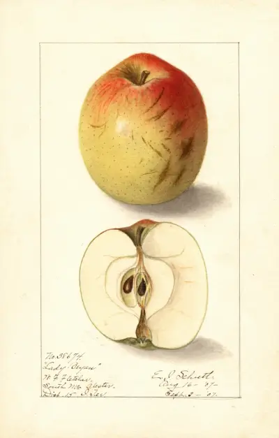 Malus domestica: Lady Bryan av Ellen Isham Schutt