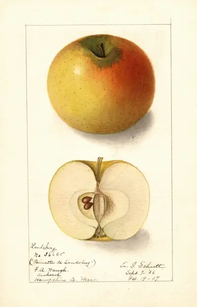 Malus domestica: Landsberg av Ellen Isham Schutt