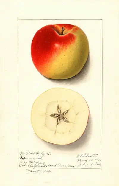 Malus domestica: Monmouth av Ellen Isham Schutt