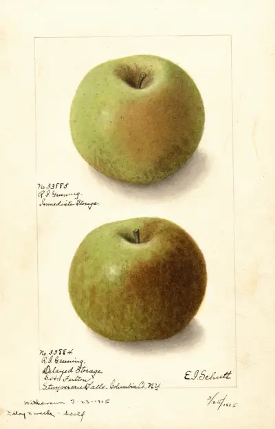 Malus domestica: Rhode Island Greening av Ellen Isham Schutt