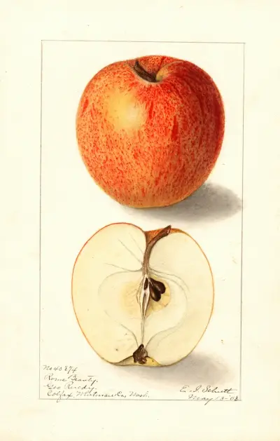 Malus domestica: Rome Beauty av Ellen Isham Schutt