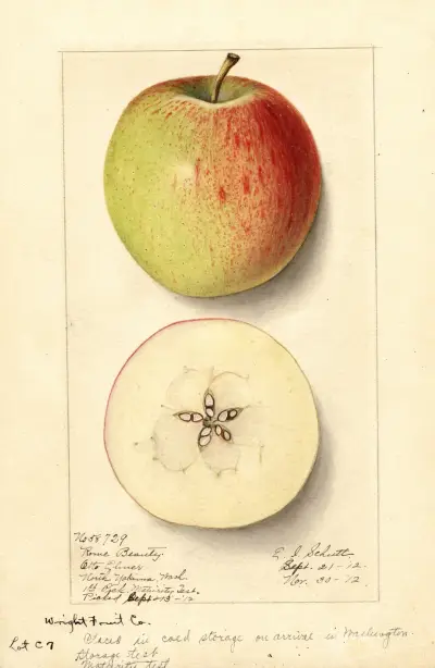 Malus domestica: Rome Beauty av Ellen Isham Schutt
