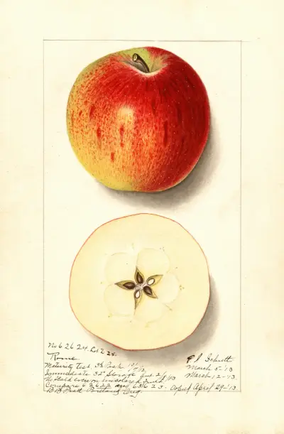 Äpple: Rome av Ellen Isham Schutt