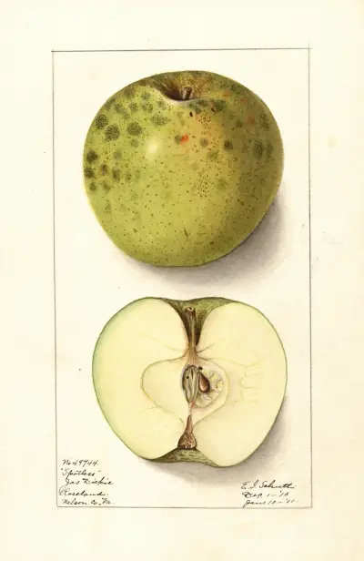 Malus domestica: Spotless av Ellen Isham Schutt