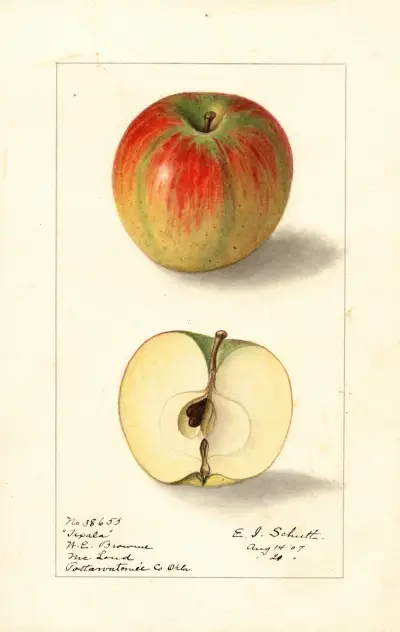 Malus domestica: Texala av Ellen Isham Schutt