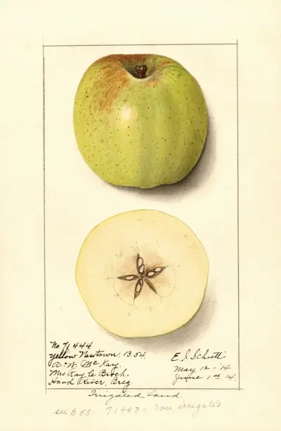 Malus domestica: Yellow Newtown av Ellen Isham Schutt