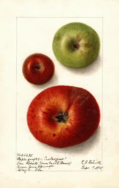 Malus domestica av Ellen Isham Schutt