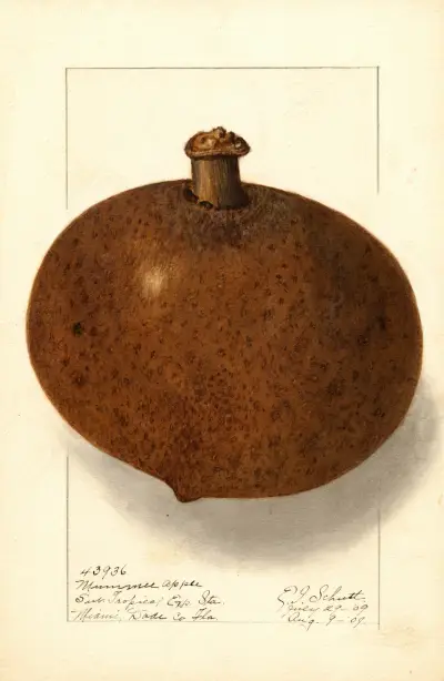 Mammea americana av Ellen Isham Schutt