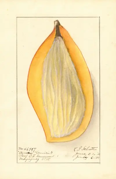 Mangifera indica: Ameeri av Ellen Isham Schutt