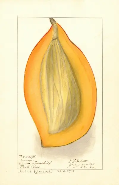Mangifera indica: Amiri, 1909, Ellen Isham Schutt