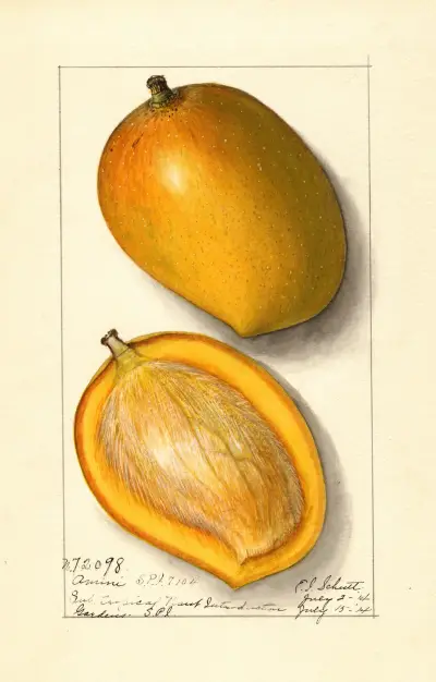 Mangifera indica: Amiri av Ellen Isham Schutt