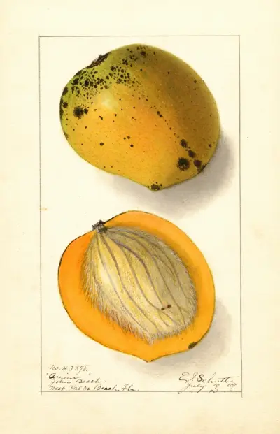 Mangifera indica: Amiri (Mango) av Ellen Isham Schutt