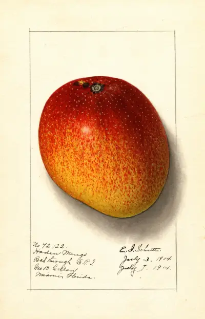 Mangifera indica: Haden av Ellen Isham Schutt