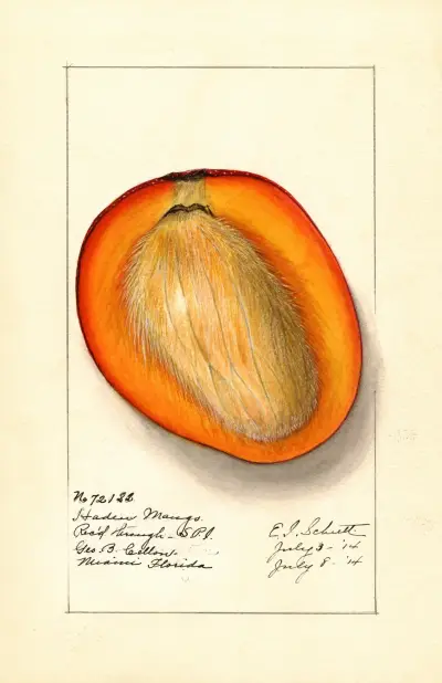 Mangifera indica: Haden av Ellen Isham Schutt