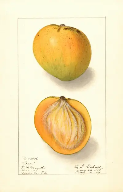 Mangifera indica: Rose av Ellen Isham Schutt