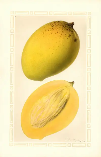 Mangifera indica: Totafarice av Ellen Isham Schutt