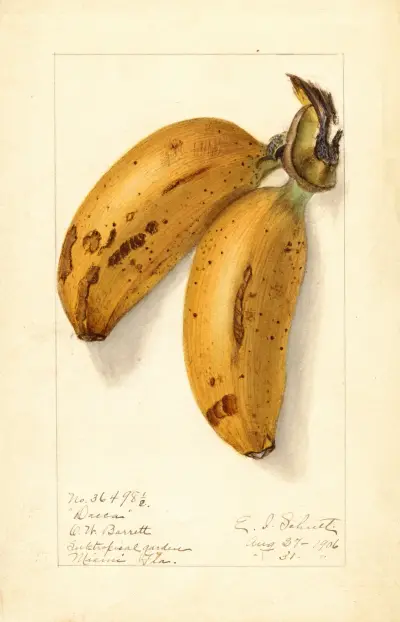 Musa: Dacca, Ellen Isham Schutt