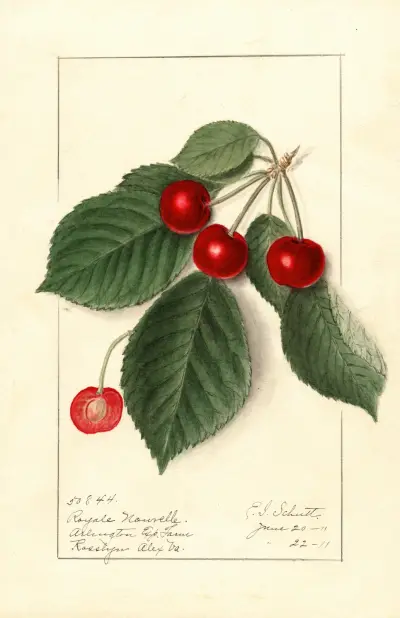 Prunus avium: Royal Novelle av Ellen Isham Schutt